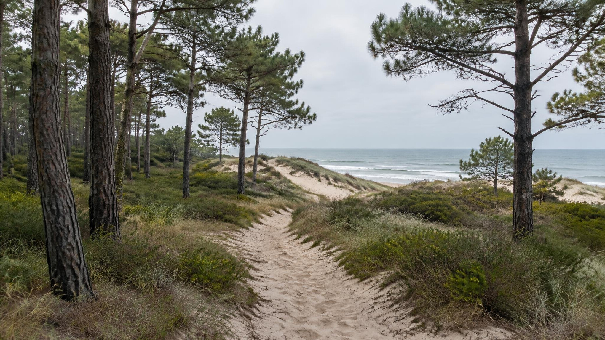Pine forest and dunes near Manantiales beach
